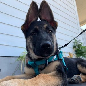 Meet your Posher, Adrian